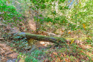  Photo 50