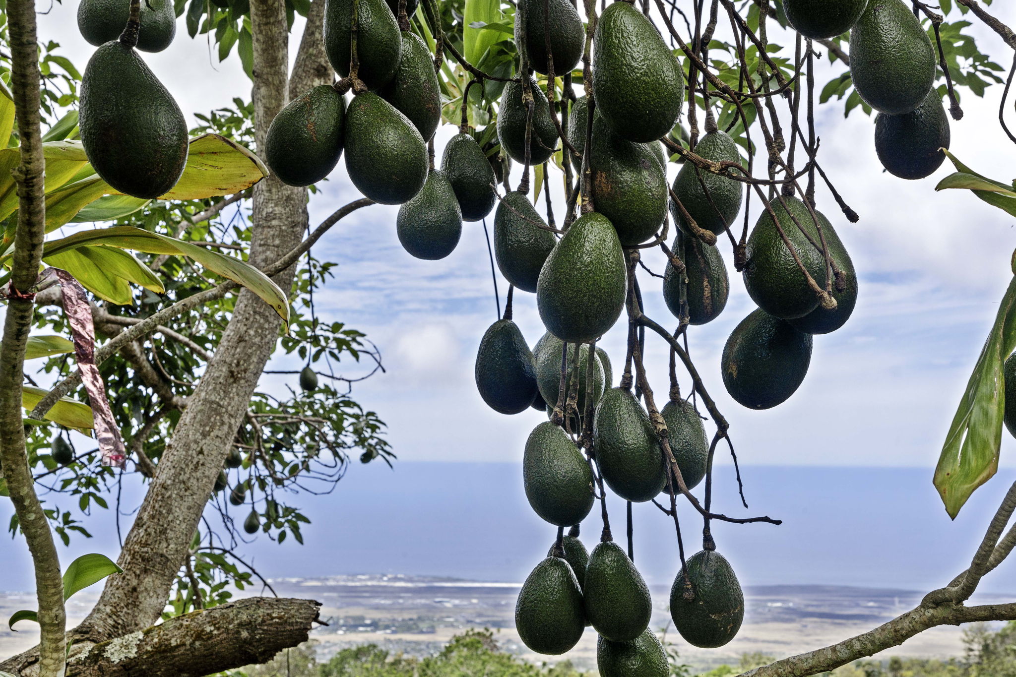 Trees Avocado