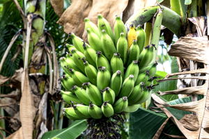 K P Bananas