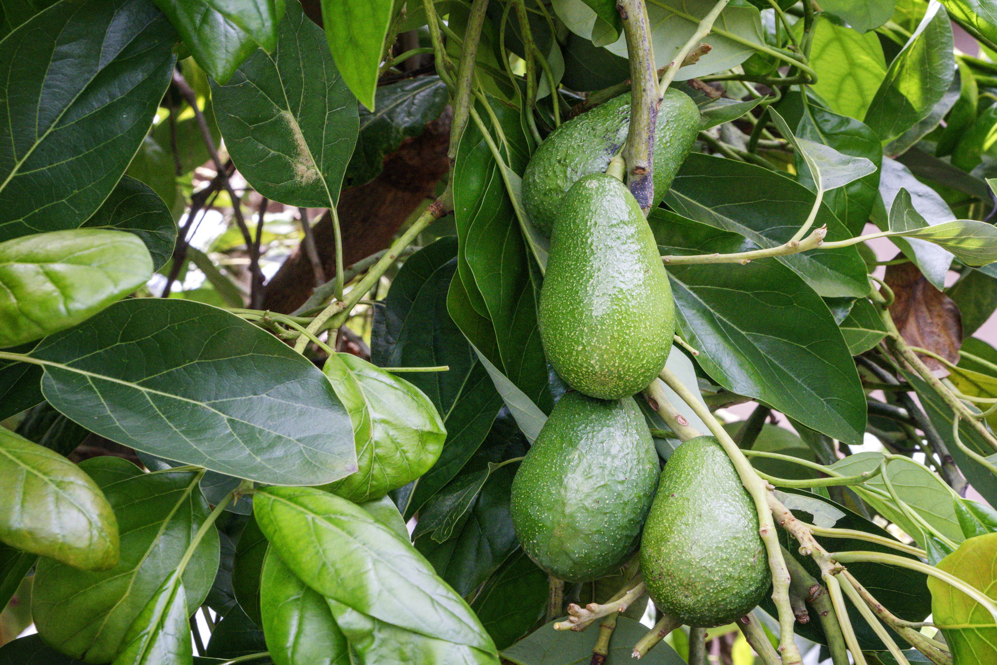 K Fruit Tree Avocado