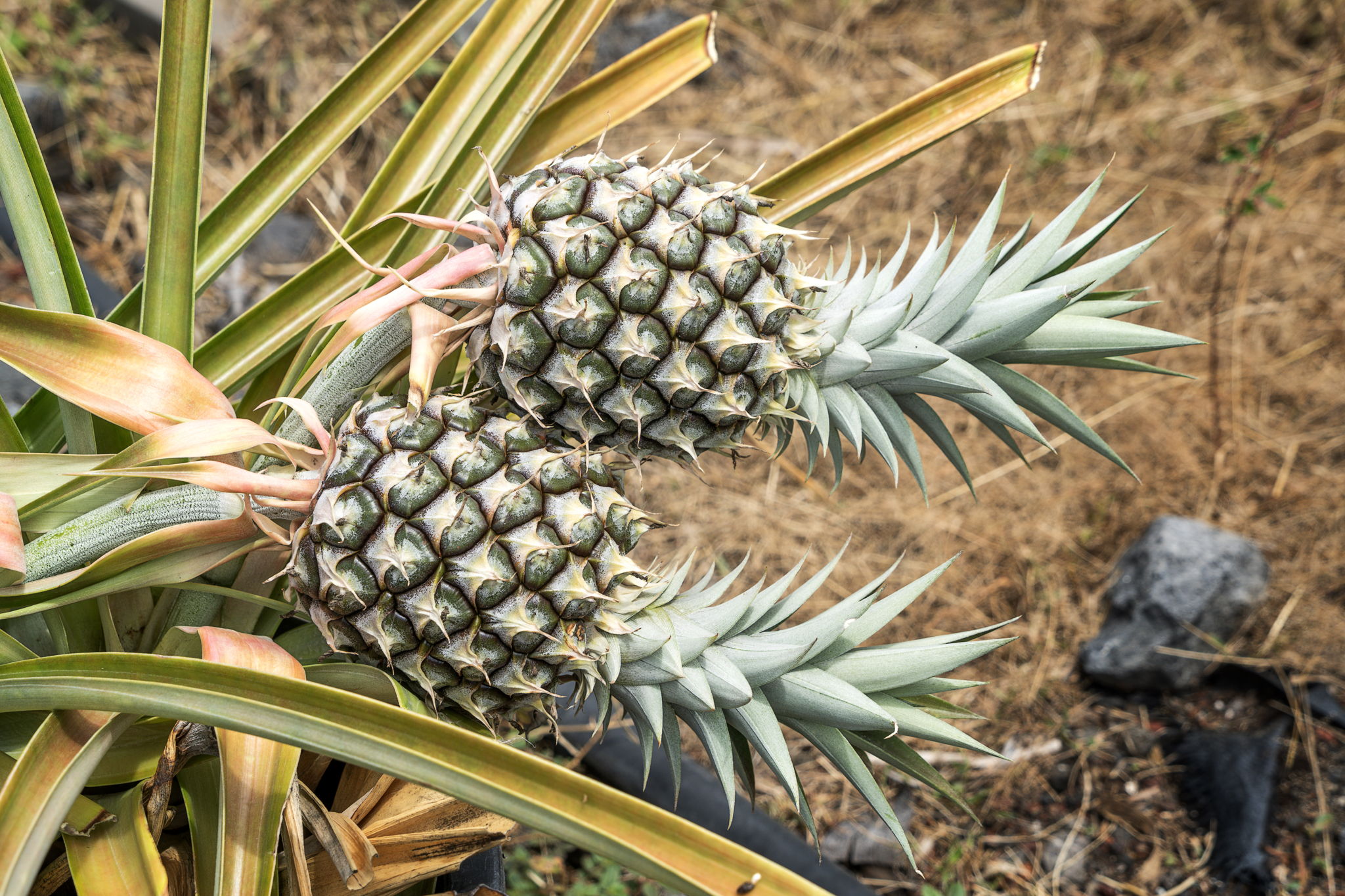 K Fruit Tree Pinapple