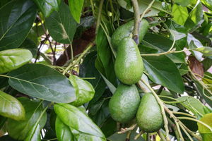 K Fruit Tree Avocado