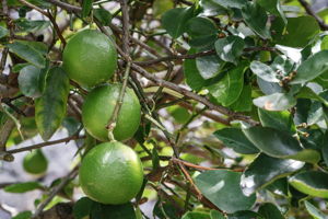 K Fruit Tree Citrus