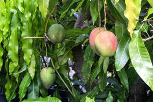 K Fruit Tree Mango
