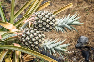 K Fruit Tree Pinapple