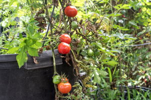 K Fruit Tree Tomatoes