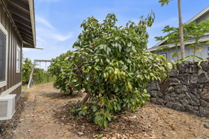 Side Trees