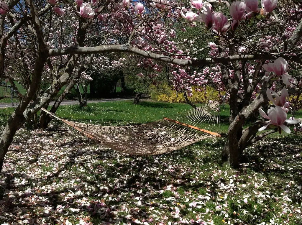 magnolia trees on the lawn