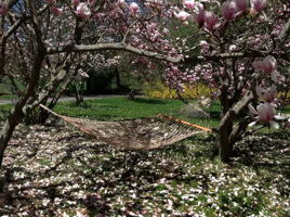 magnolia trees on the lawn