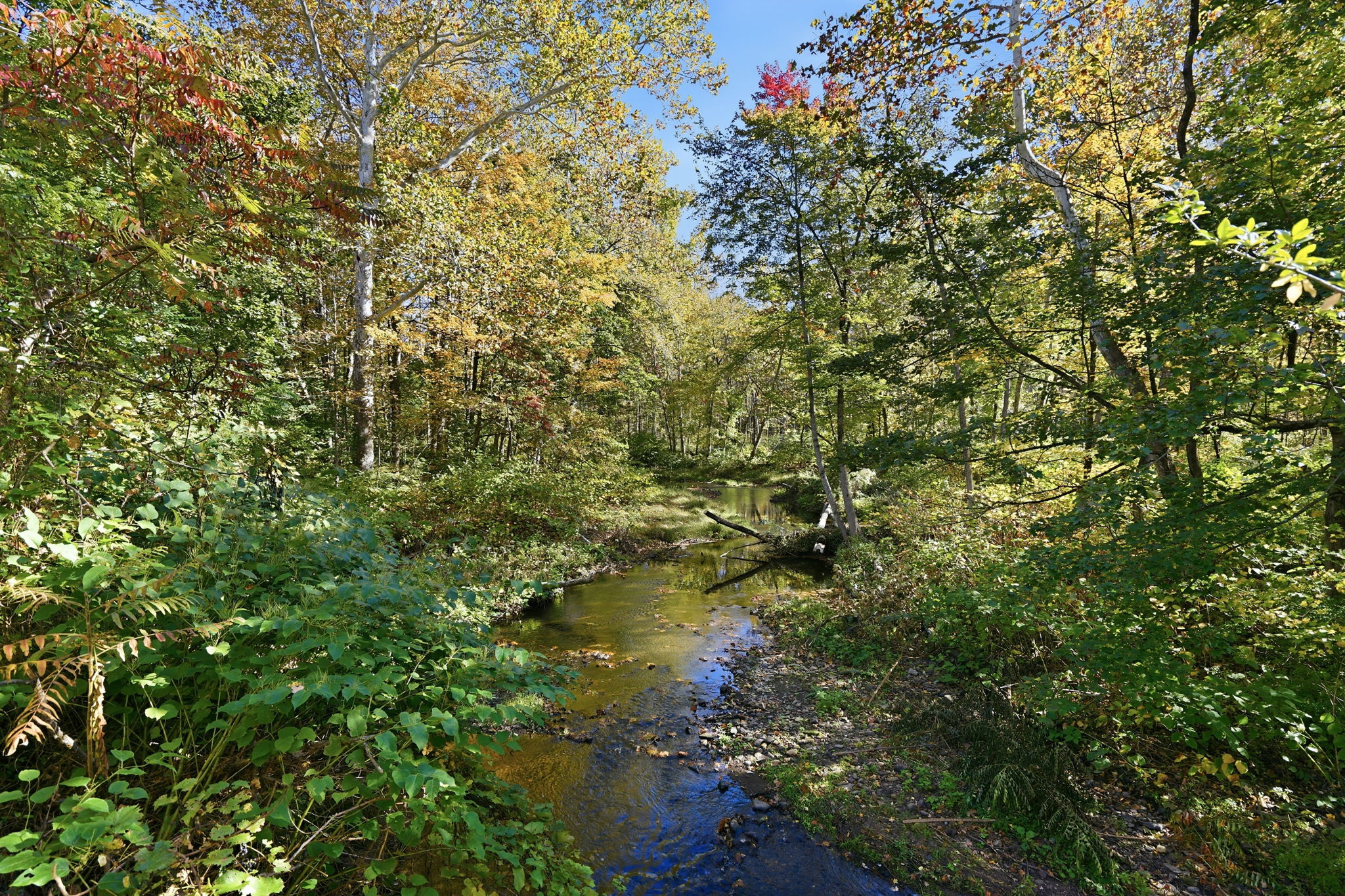 Photo 45