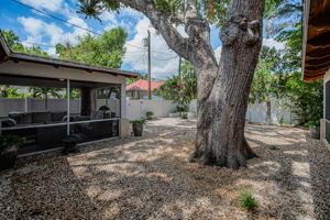 Backyard3