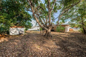 Backyard5