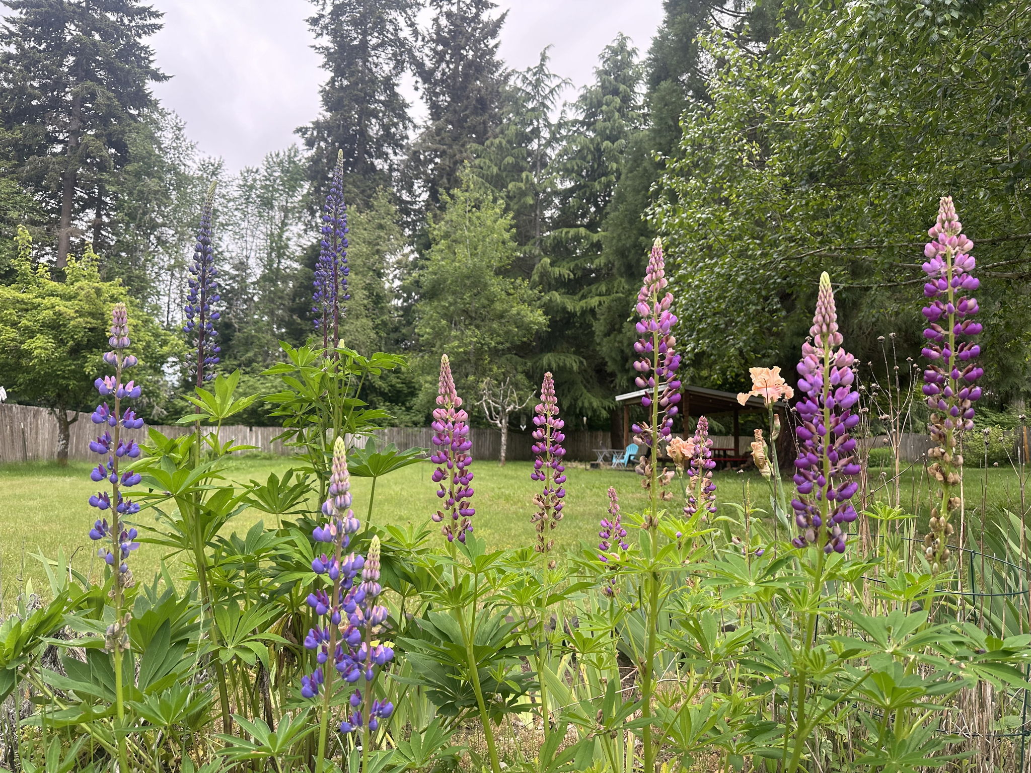 More gorgeous perennial gardens.