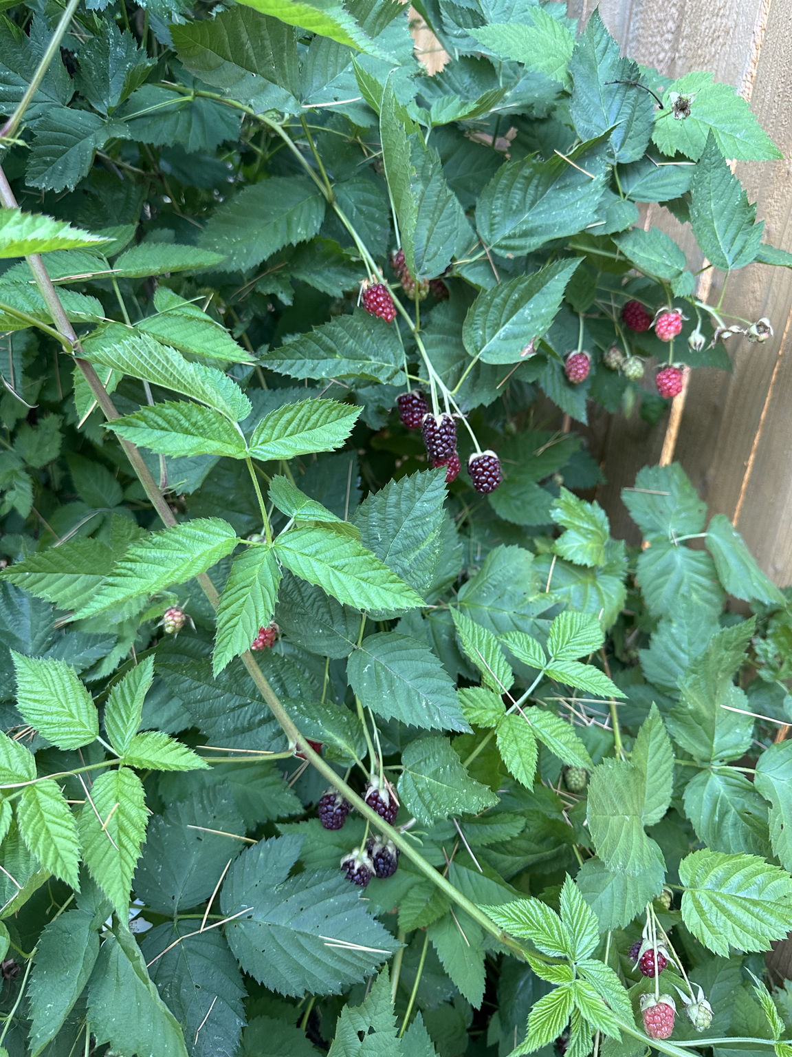 Pick berries from your very own yard.