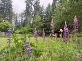 More gorgeous perennial gardens.