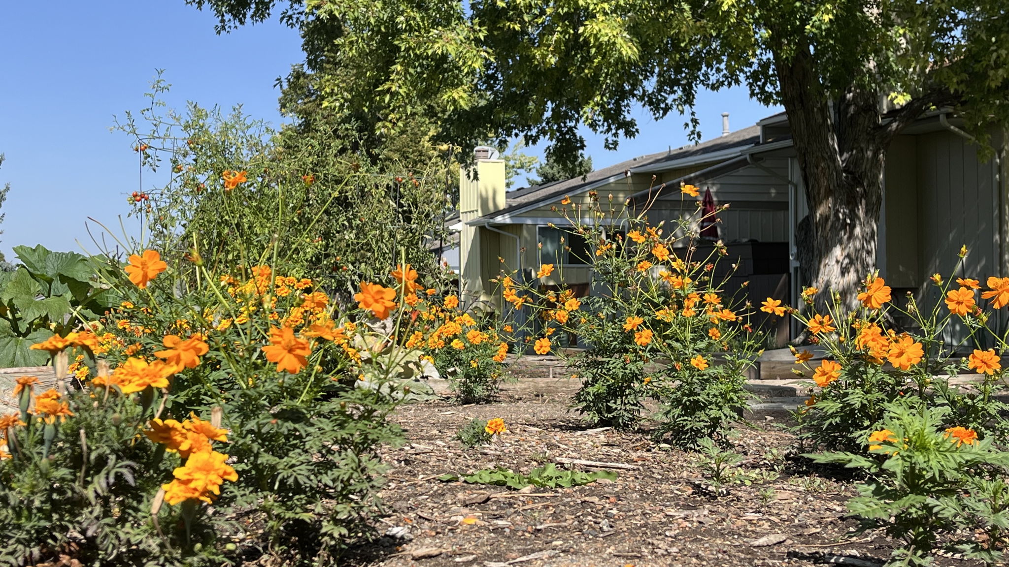 Community Garden