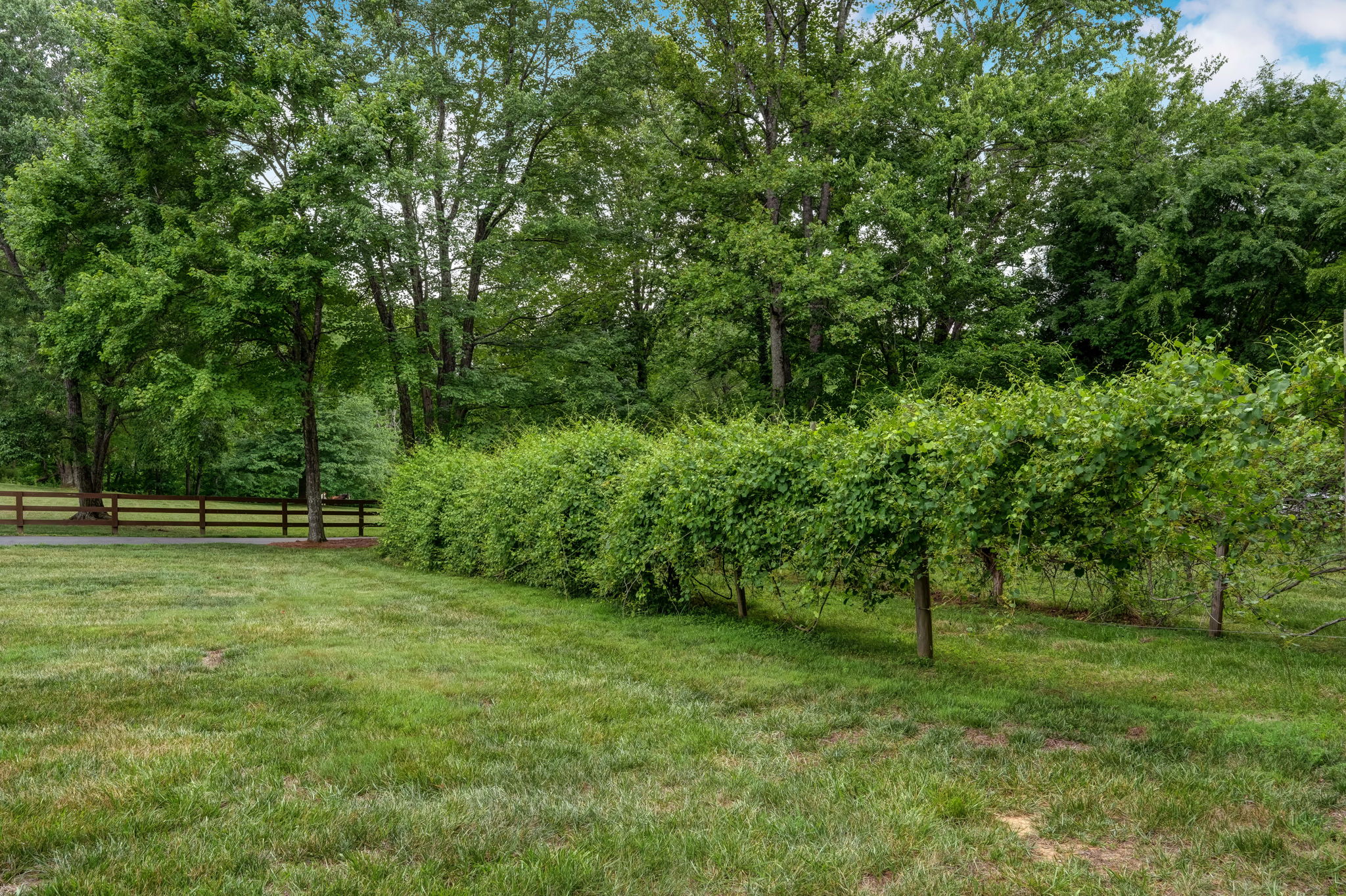 Side Yard