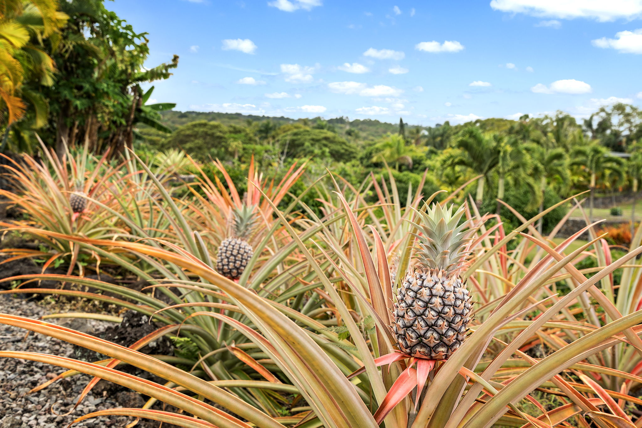 Pineapple