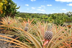 Pineapple