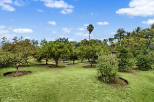 Trees 1