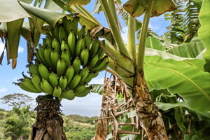 Trees Bananas