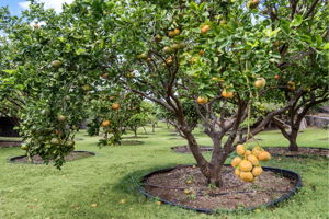 Trees Citrus