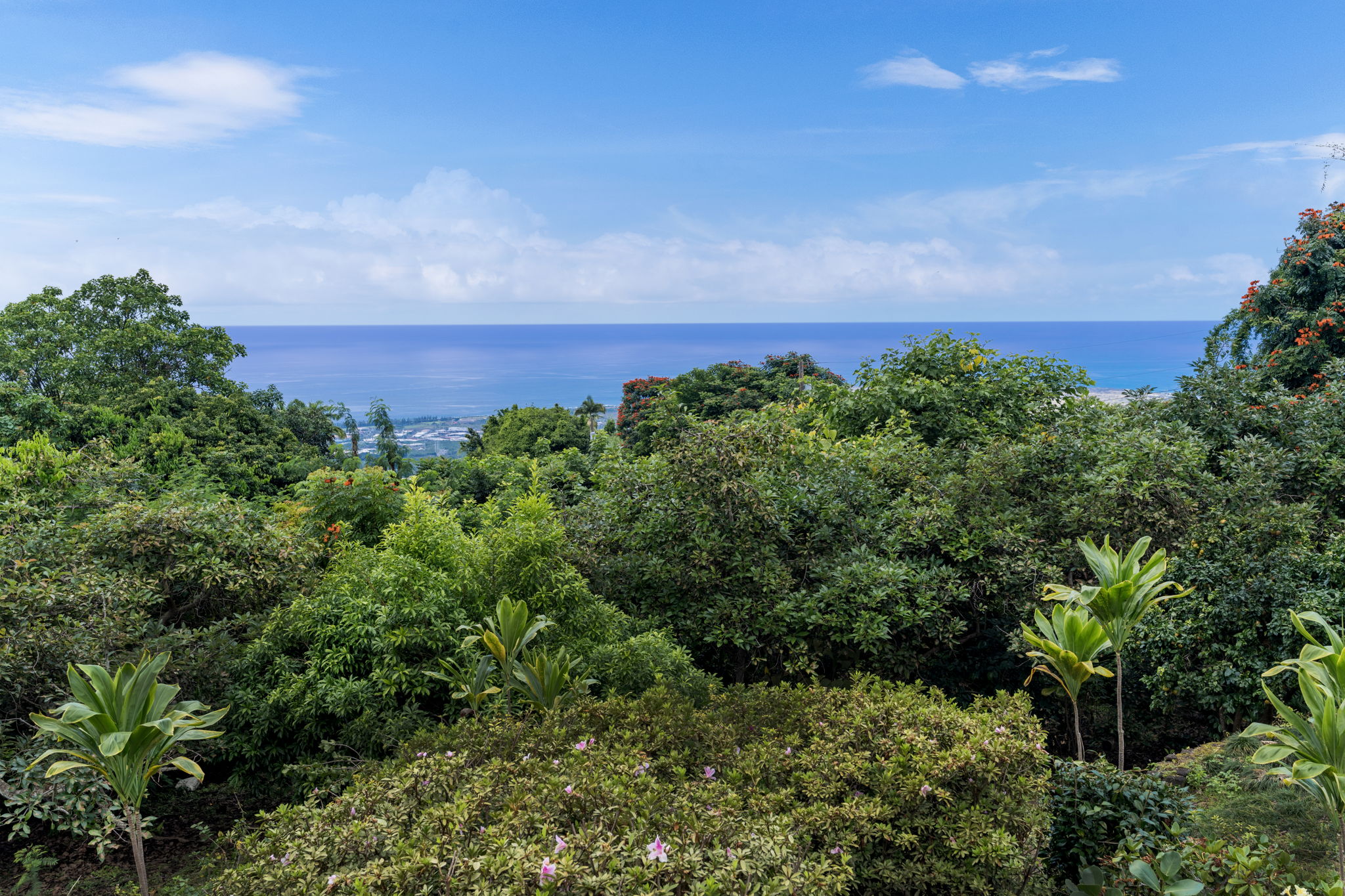Ocean View 1