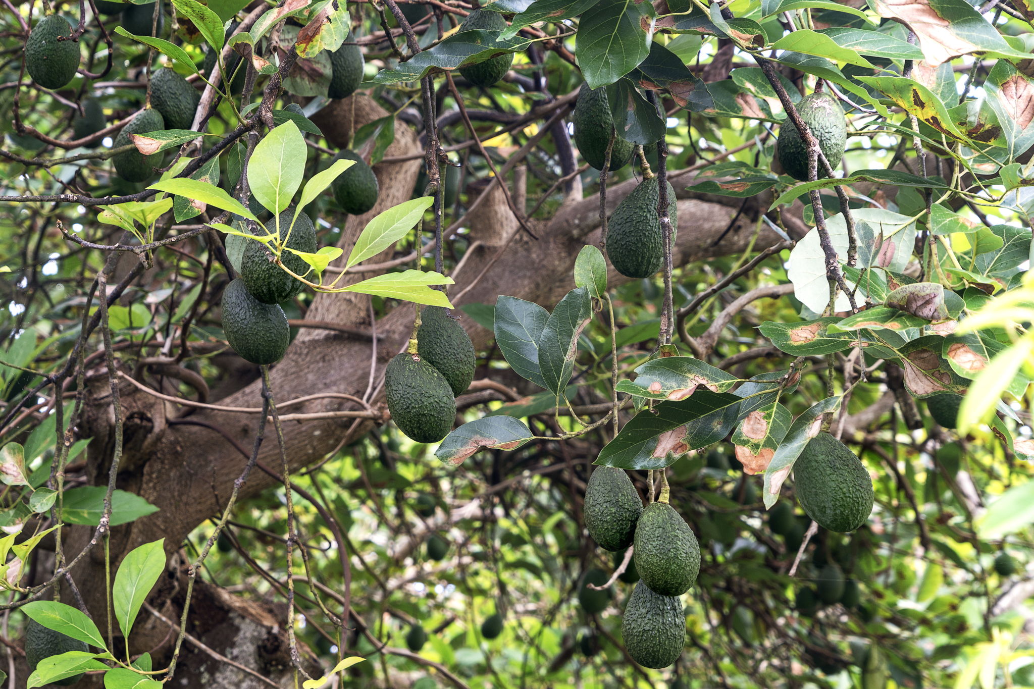 Trees Avo