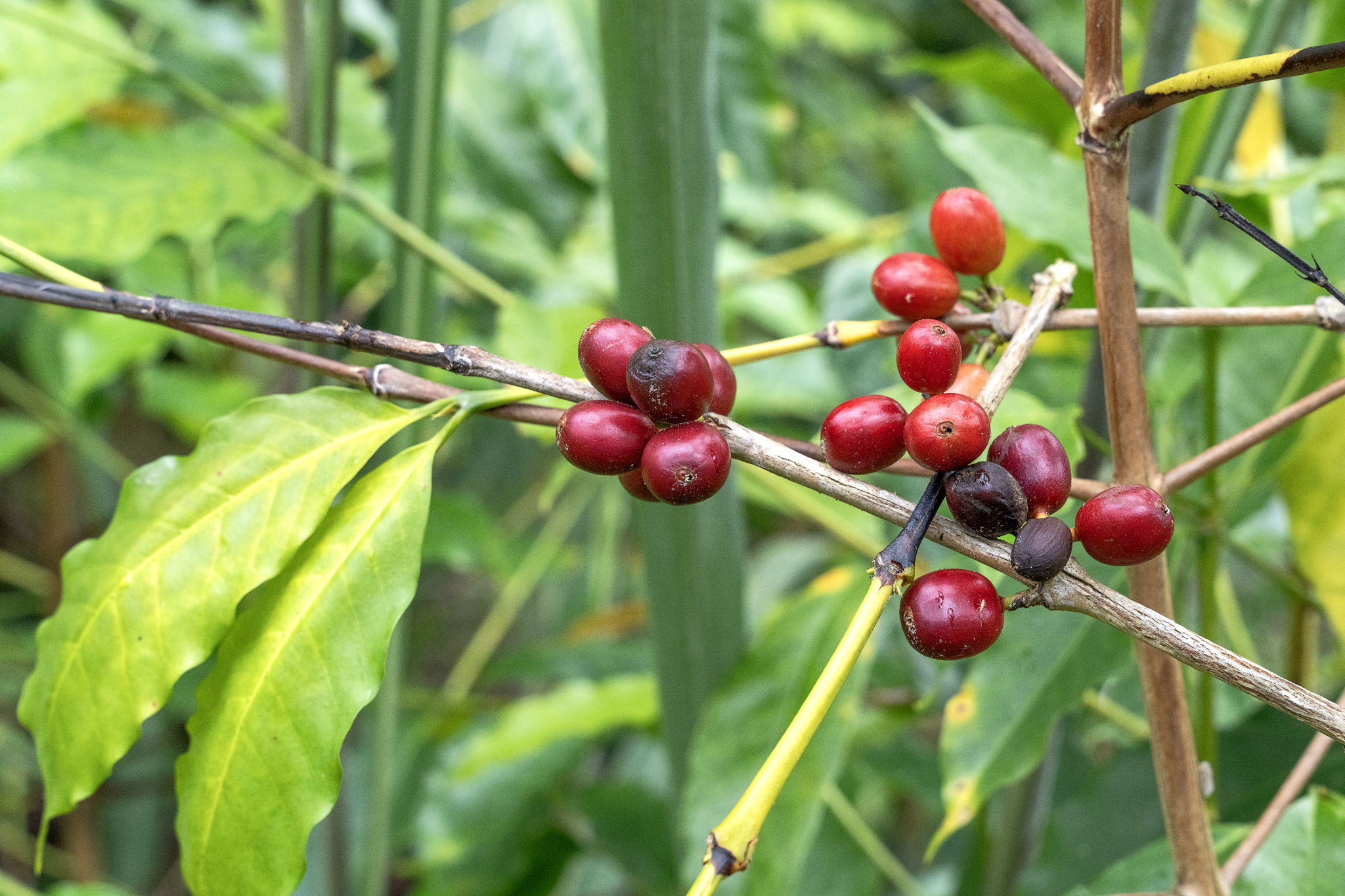 Trees Coffee