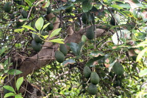Trees Avo