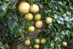 Trees Citrus