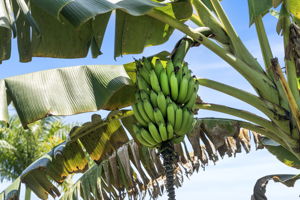 K Bananas