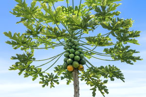 K Papaya