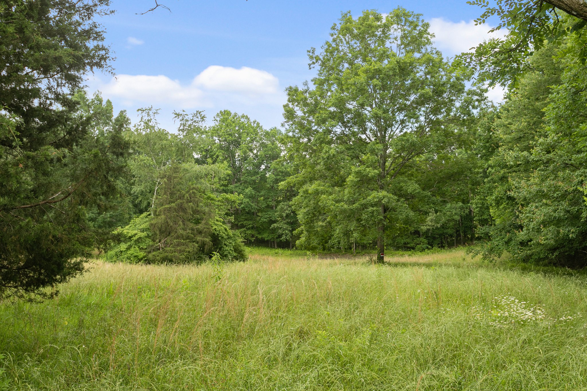 Pond beyond trees
