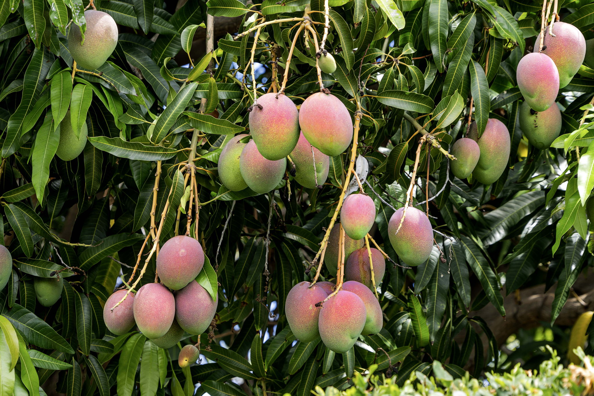 Mango Tree