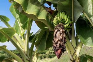 K Banana Trees