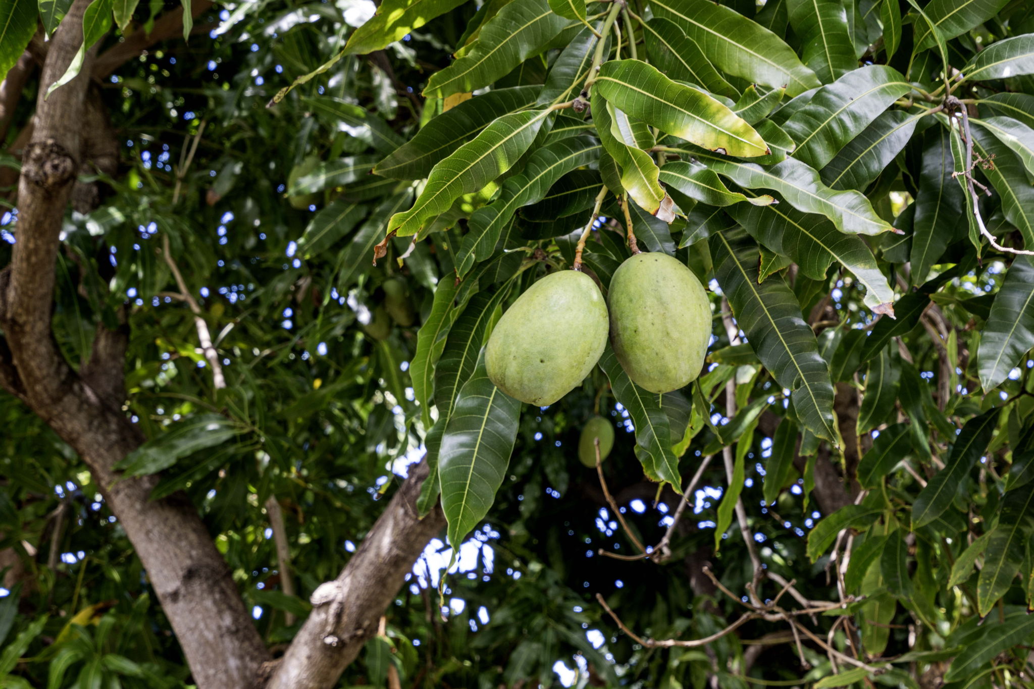 Mango Tree