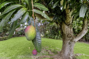 Ohana Mango Tree