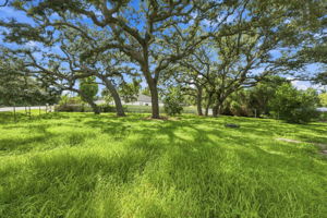 Backyard1