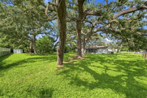 Backyard2