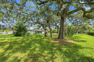 Backyard4