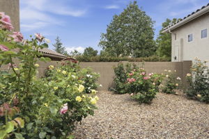 Rose Garden