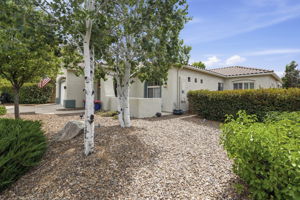 Mature Aspens in Front Yard