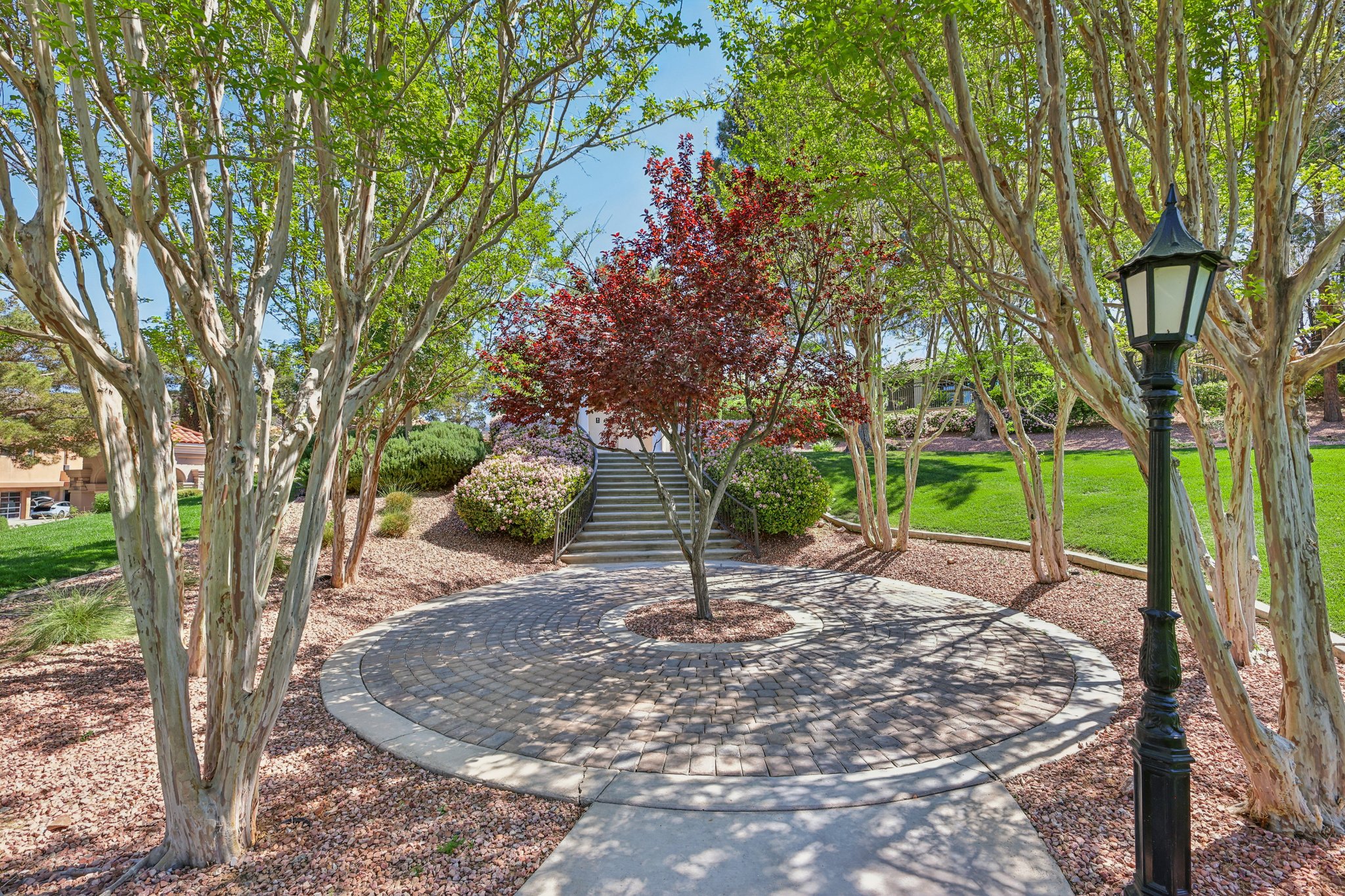 Dibasio Ct-2503-914.jpg