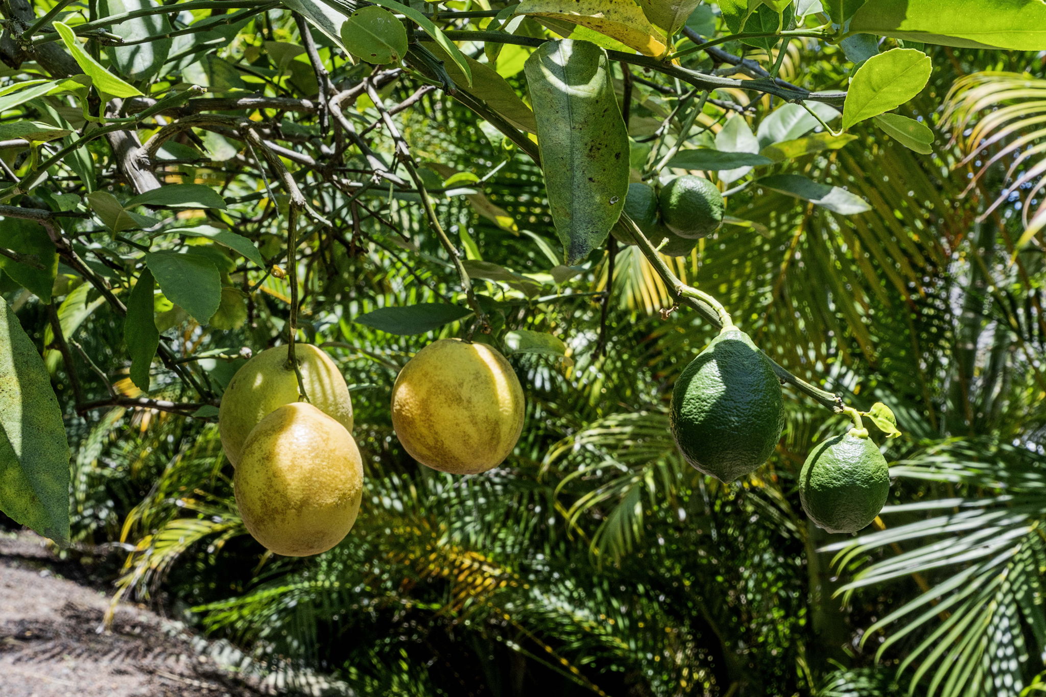 Yard Citrus