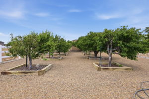 Fruit Trees
