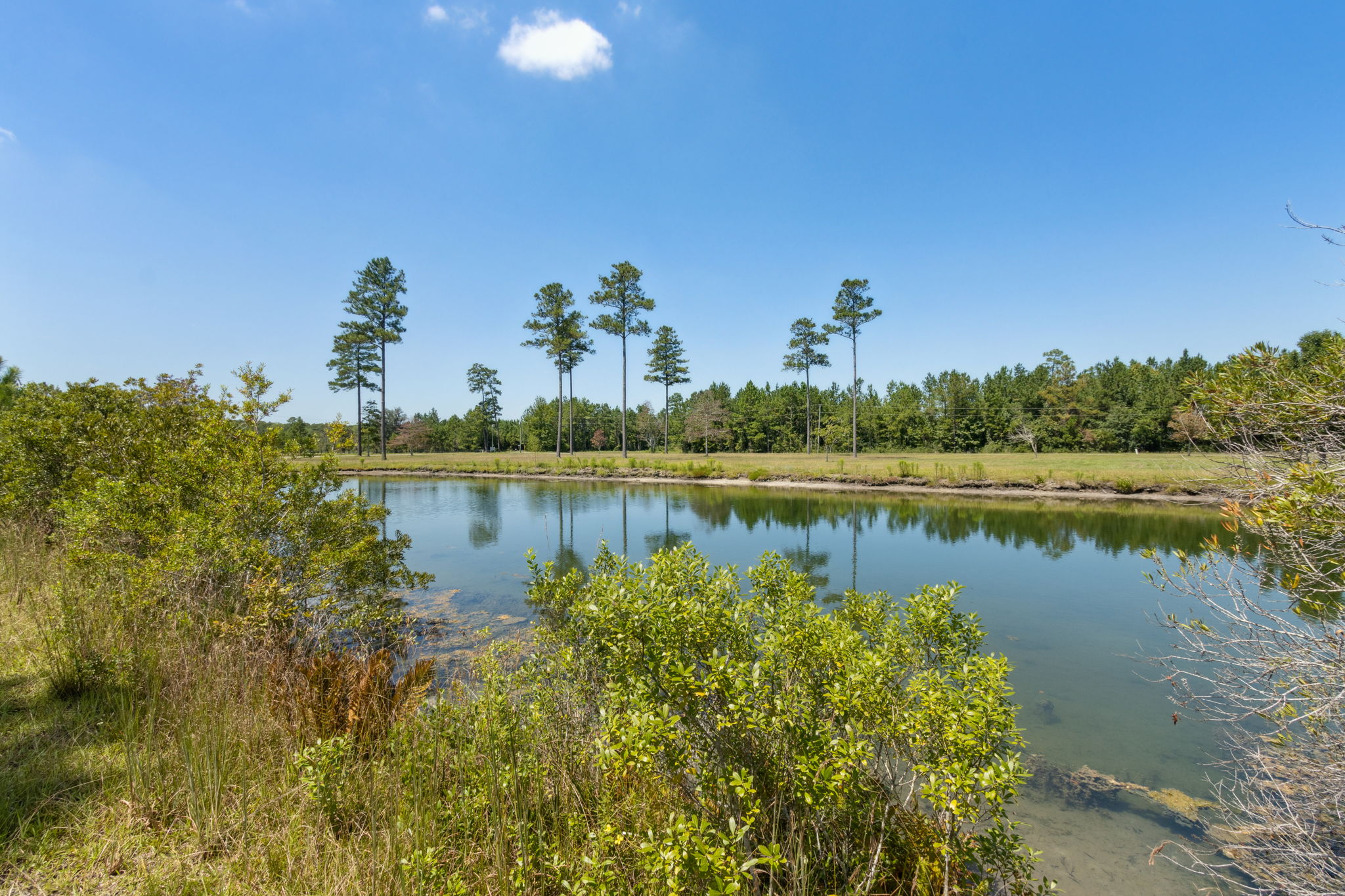 Pond