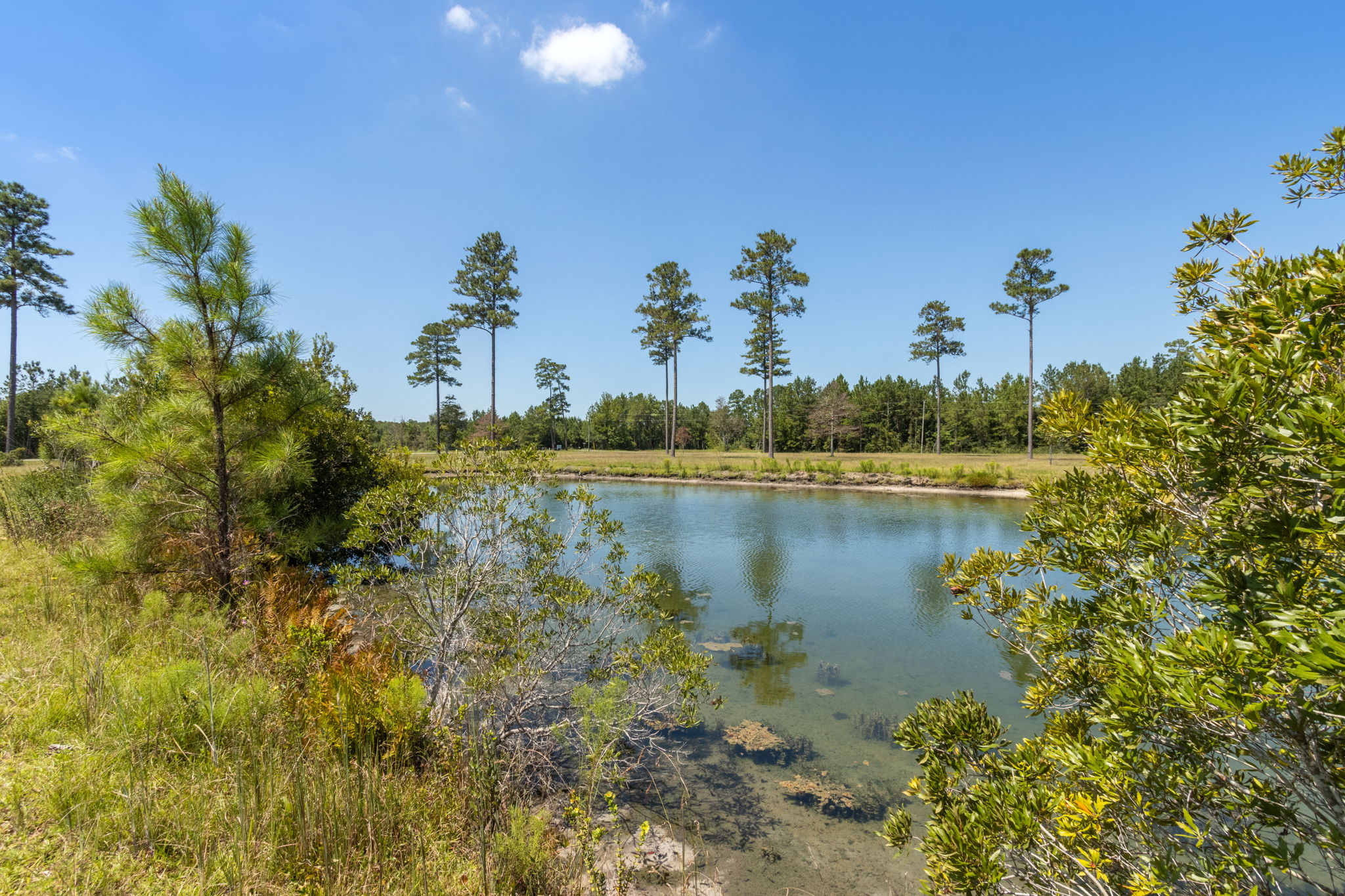 Pond