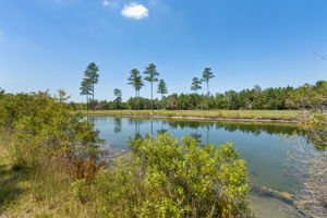 Pond