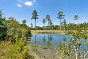 Pond